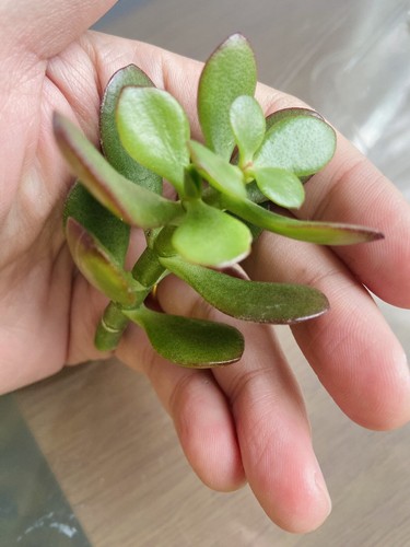 Crassula ovata sunset - ovata, ‘sunset’