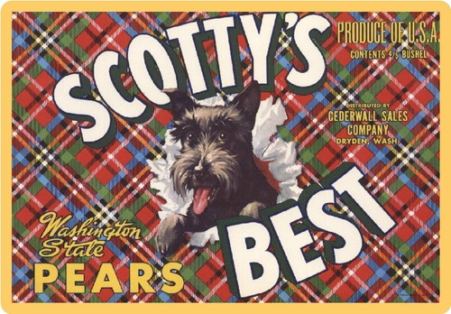 Scottish terrier pear - terrier, crate