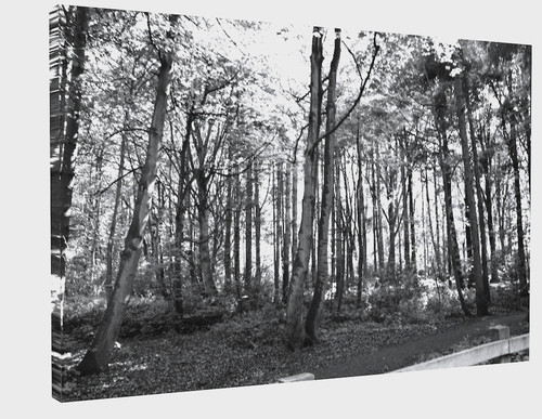 Black white woods - &,
