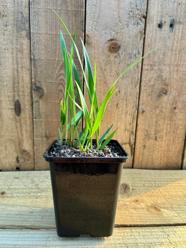 Sweetgrass plant - 🌿,