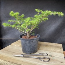 Stunning Larch Bonsai
