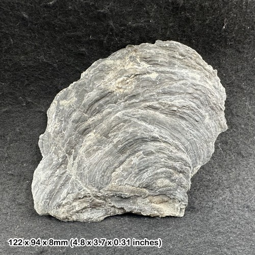 Giant jurassic coast fossil