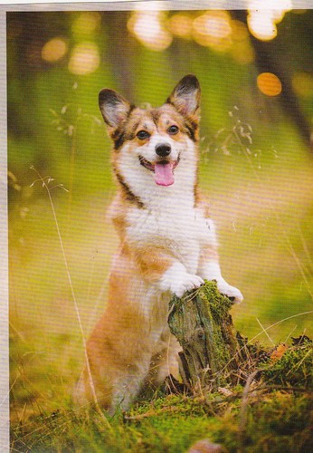 Welsh corgi pembroke postcard - welsh,