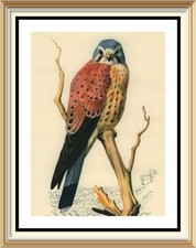 Original c1947 Lithograph Bird
