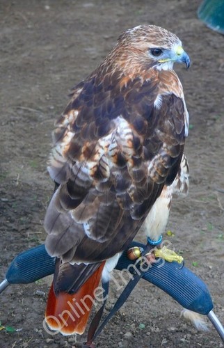 Photo 6x4 red tailed - tailed, port