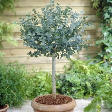Eucalyptus Gunnii Standard