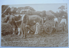Guernsey - A Bullocks Plough. Posted 1908 - F W GUERIN PHOTO