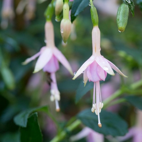 Fuchsia whiteknights pearl - whiteknights,