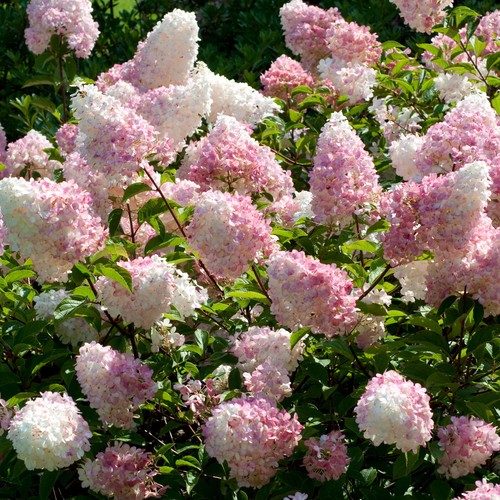 Paniculate hydrangea vanille - hydrangea,