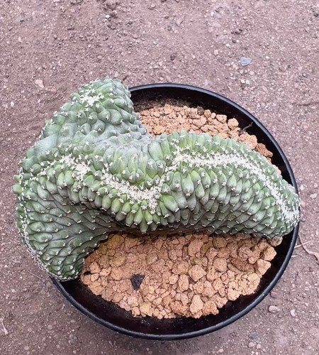 Rare live house plant - live,