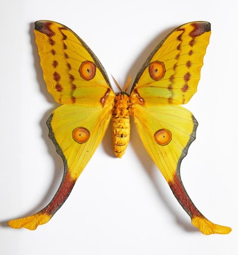 Comet moth argema - comet,