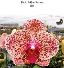 Phalaenopsis I-hsin Sesame