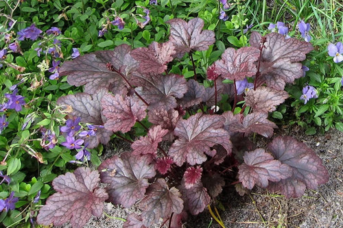 Heuchera coral bells - coral,