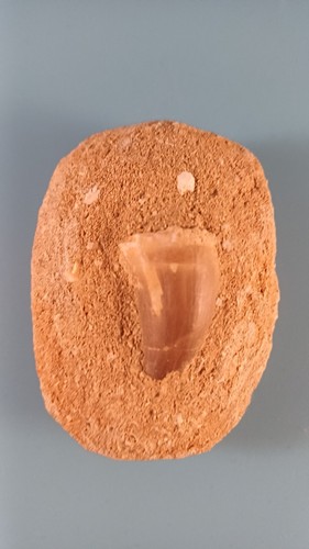 Fossil mosasaur tooth - fossil,