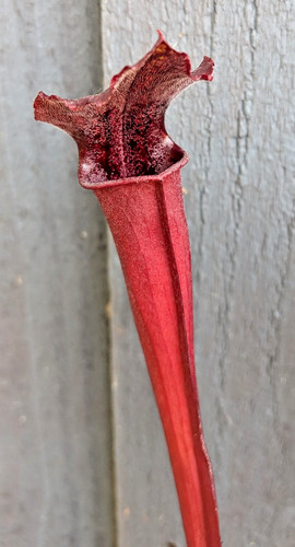 Sarracenia leucophylla ace - leucophylla,