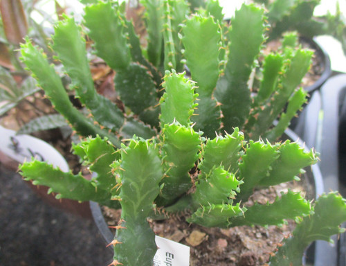Euphorbia stellata choice - euphorbia,
