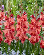 10 Gladioli Soul Salmon Pink