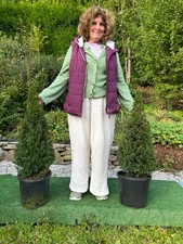 1 X Pair of Yew Cones Topiary