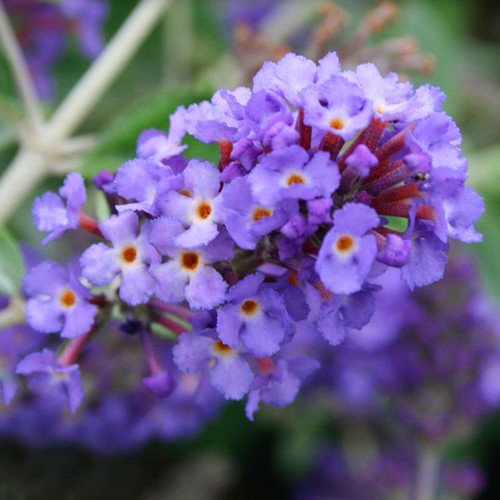 Buddleia blue heaven butterfly - buddleia,