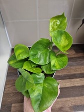 RARE Epipremnum Aureum Global Green Pothos House plant In 12cm Hanging Pot
