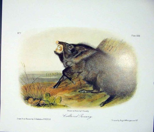 Original old antique print - original,