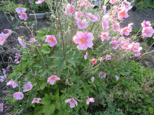 Pink anemon hybrida japanese - pink,