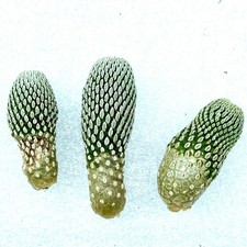 Pelecyphora aselliformis