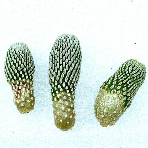 Pelecyphora aselliformis