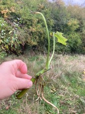 Monstera deliciosa Cheese plant rooted cutting baby plant