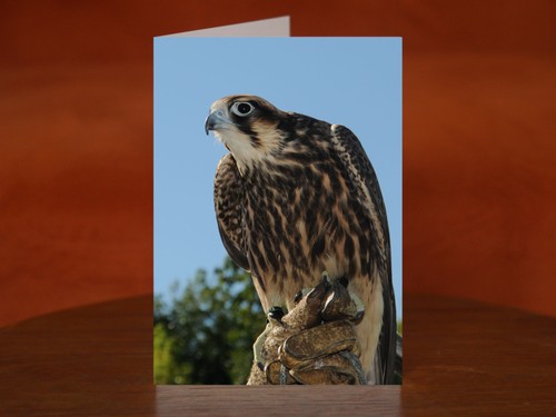 Peregrine falcon a5 - falcon,