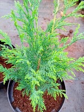 2x Leylandii conifer trees / cypress trees 1ft tall