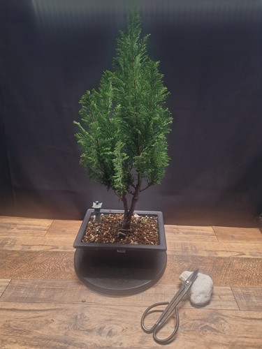 Monterey cypress prebonsai - monterey,