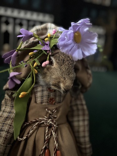 Roadkill rabbit taxidermy - rabbit,