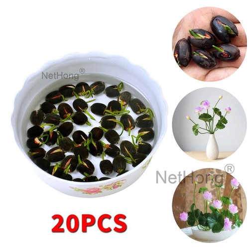20x lotus seeds - 20x,