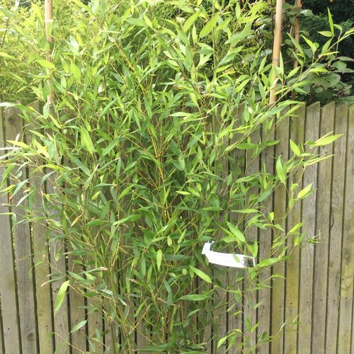 Phyllostachys bissettii bamboo - phyllostachys,
