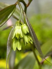 Disporum longistylum 'Night