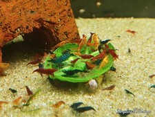 Shrimp neocaridina mixed - neocaridina,