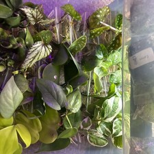 Pick & Mix trailing House