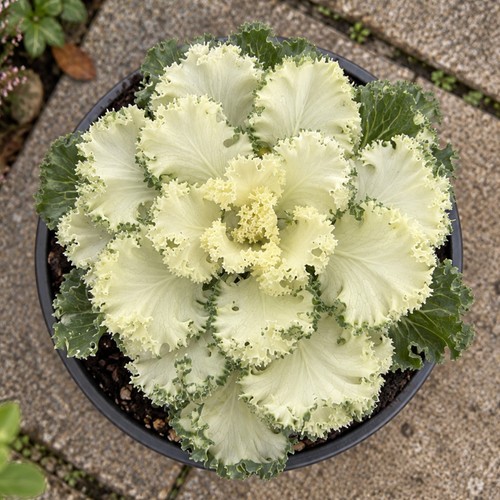 Ornamental cabbage white - ornamental,