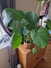 Monstera Cheese Plant In Pot
