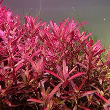 20 Submerged Rotala Blood Red