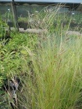 10 x Stipa tenuissima Pony Tailed grass plug plants mexican feather peat free