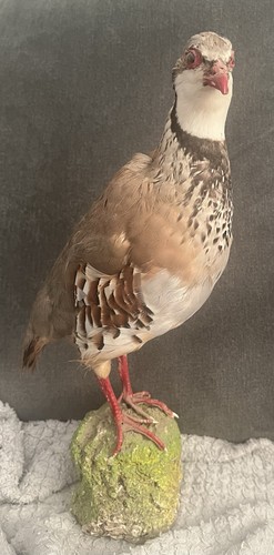 Vintage taxidermy red legged - vintage,