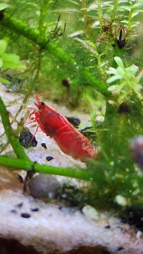 Red cherry shrimp usa - 10,