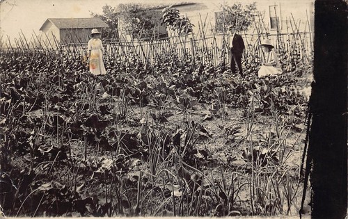 Rppc women cabbage - rppc,