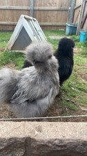 X6Mixed Silkie Bantam Eggs