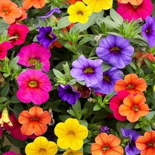 Trailing calibrachoa mixed - 6,