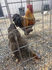 6(Half Dozen) Gold Laced