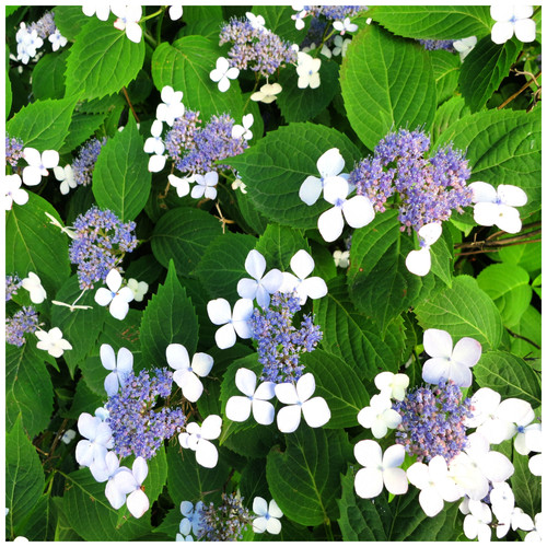 Hydrangea bluebird 2l - in,