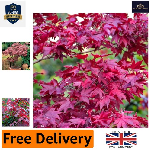 Compact japanese maple - compact, acer